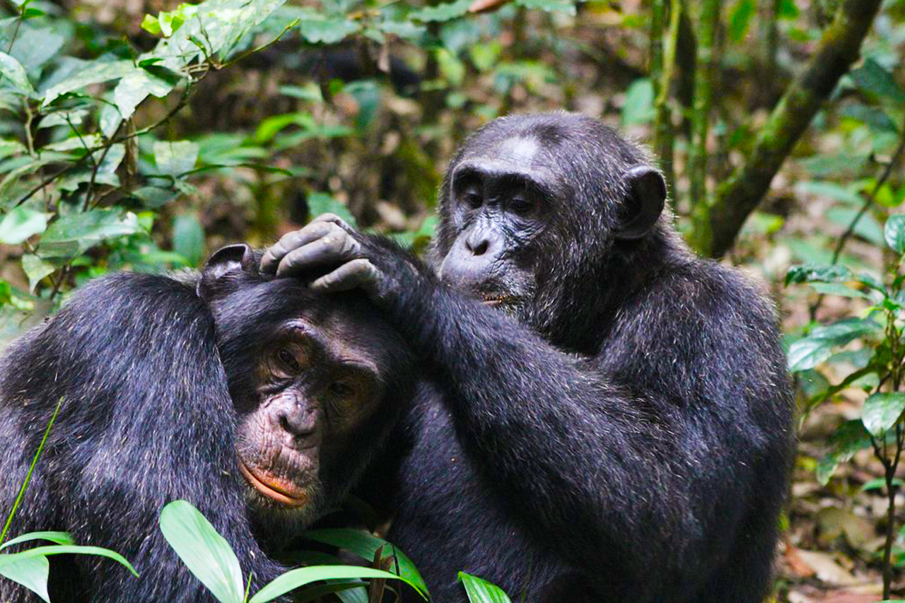 Chimpanzee Tracking – Meet Your Closest Relatives