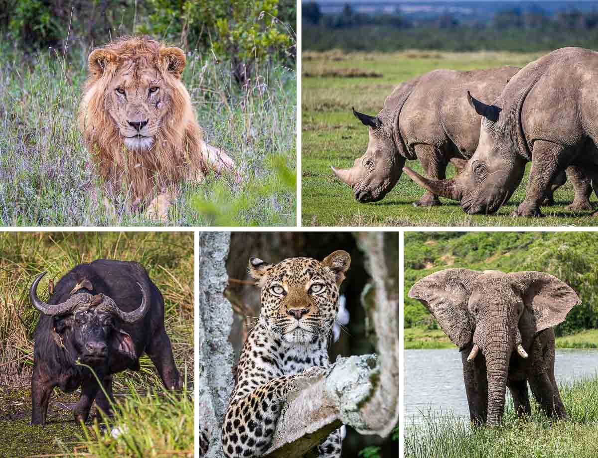 The Big Five – Uganda’s Ultimate Safari Adventure