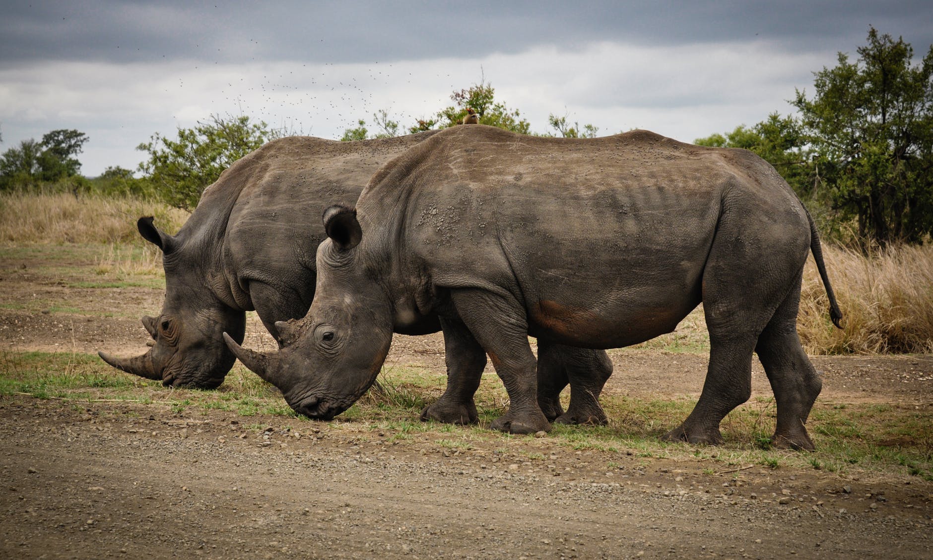 Rhino Tracking – Conservation in Action