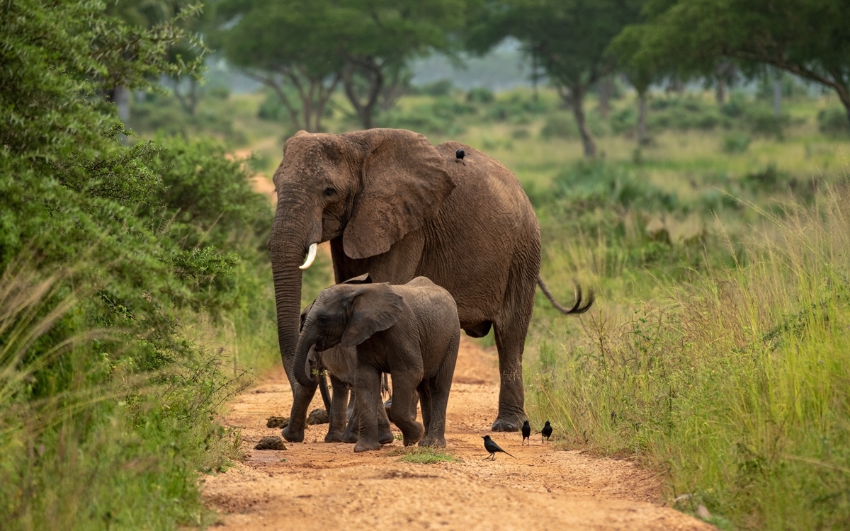 Off the Beaten Path – Kidepo Valley’s Untamed Beauty
