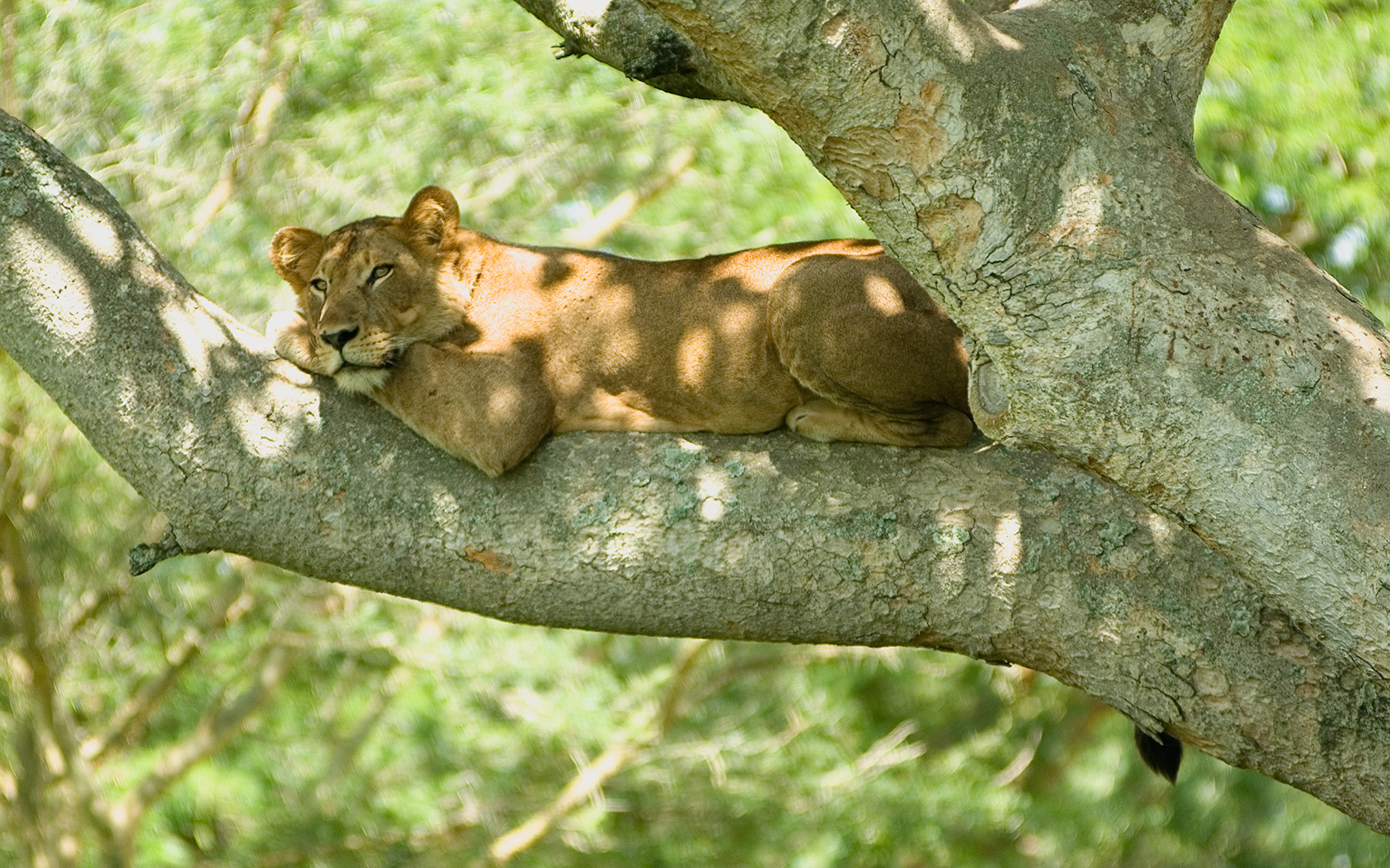 The Tree-Climbing Lions of Ishasha – Uganda’s Unique Wildlife Spectacle