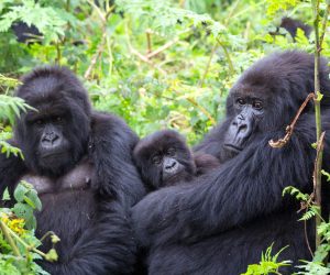 Gorilla-Trekking-Sectors-in-Bwindi-Forest