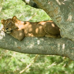 Tree_lion_2