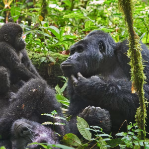 wamutwe-nkuringo_group-1799x1080